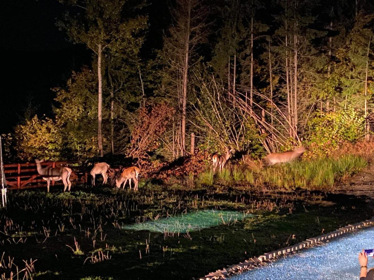 Pensiunea Farmecul Naturii Si Casute Individuale De Inchiriat Colibiţa Zewnętrze zdjęcie